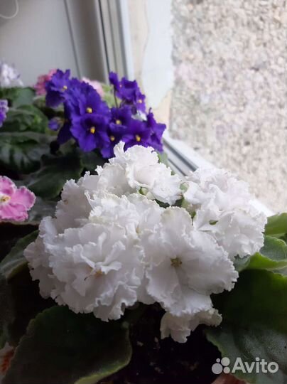 Сортовая фиалка 