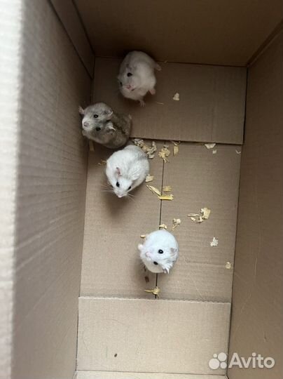 Джунгарский хомяк