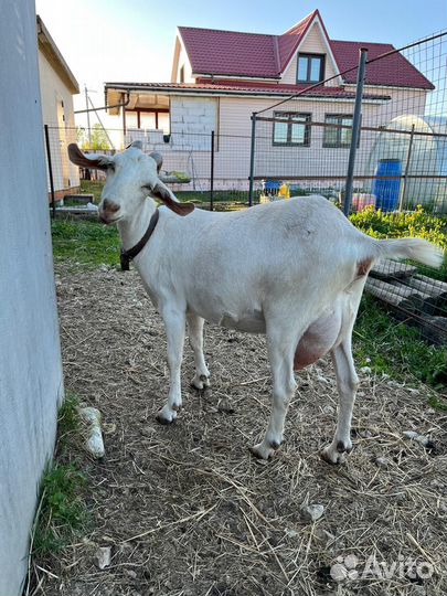 Козы дойные и козел на племя