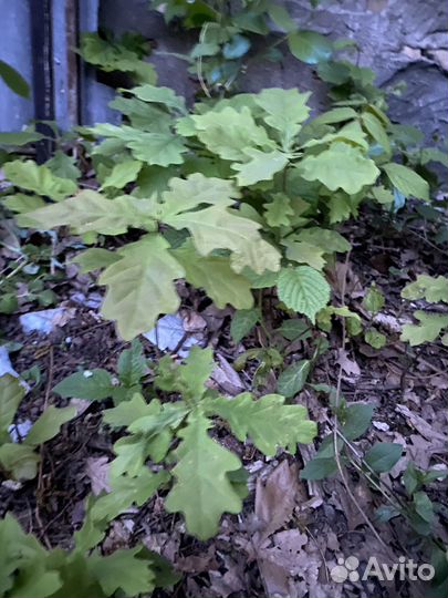 Дубок саженцы дерева