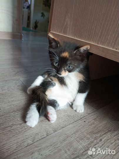 Отдам котёнка