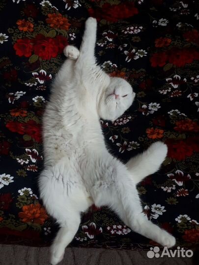 Шотландский -Вислоухий кот.Вязка