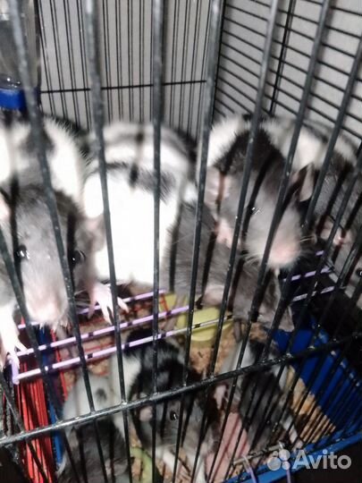 Крыса дамбо