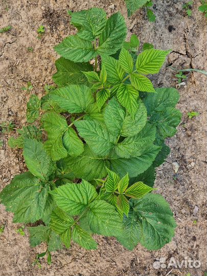 Малина ремонтантная