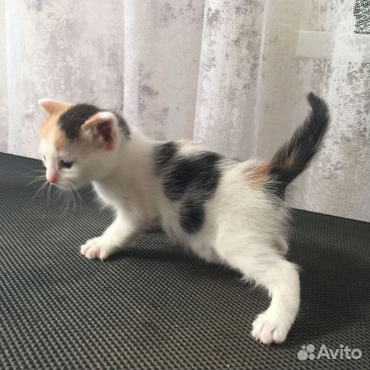 Котенок девочка в добрые руки