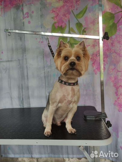 Груминг, стрижка животных