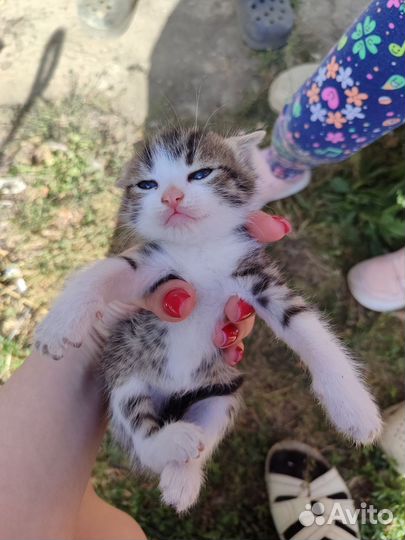 Котики в добрые руки