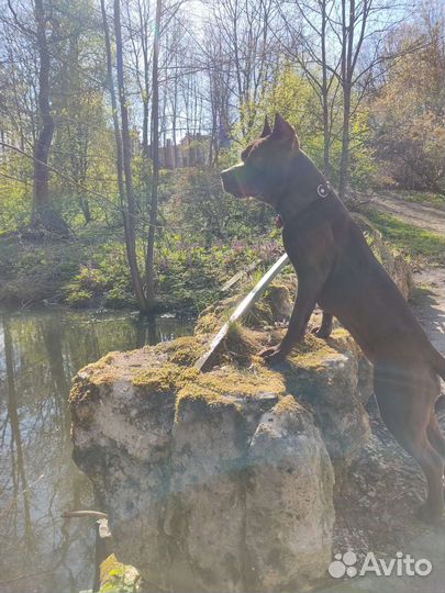 Зооняня, передержка собак, Догситтер, выгул