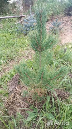 Кедр сибирский 8 лет