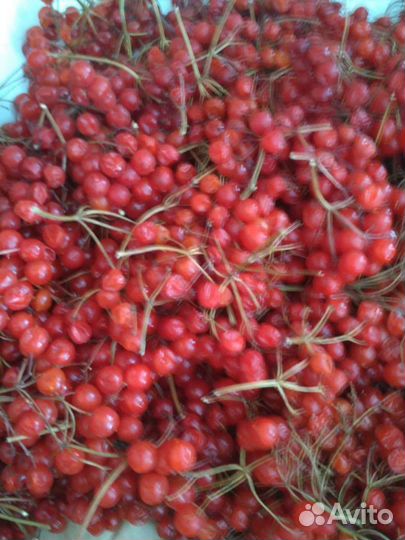 Калина саженцы плоды