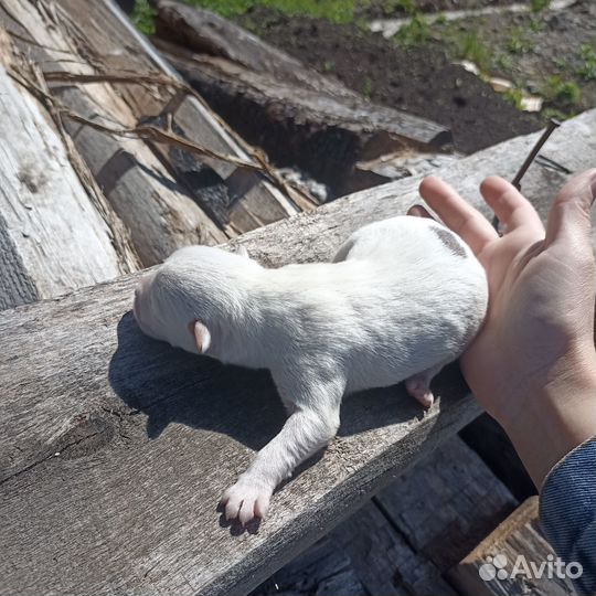 Отдам щенят в добрые руки