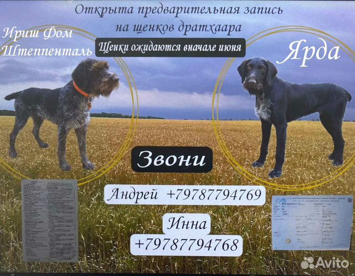 Бронирование щенков дратхаара