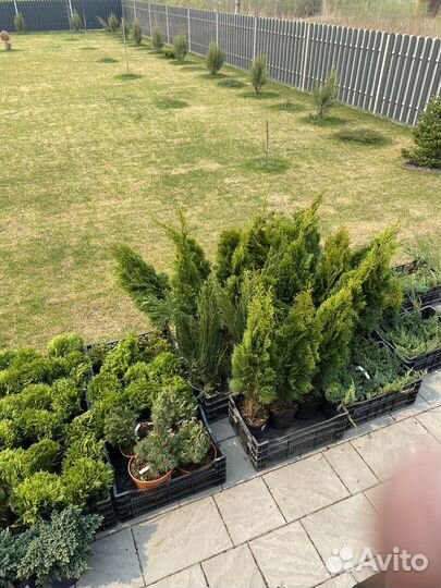 Хвойные растения в Тюмени
