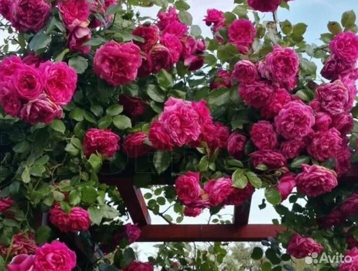 Саженцы плетистых и кустовых роз