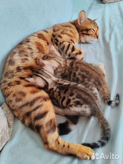 Бенгальские котята