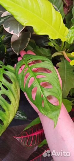 Монстера Фридрихшталя