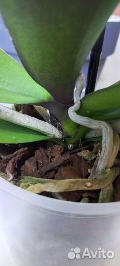 Фаленопсис биг лип