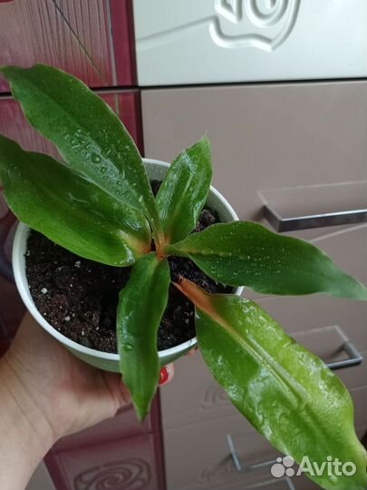 Хлорофитум оранж