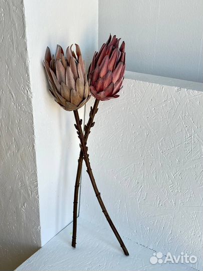 Прoтея иcкуccтвeннaя ботаническaя копия