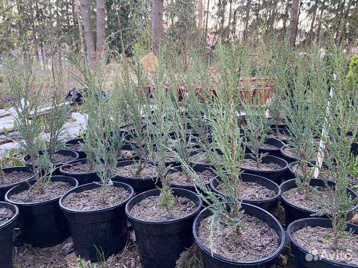 Продам можевельник