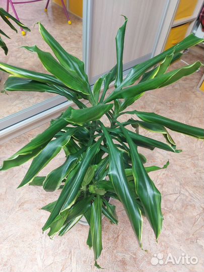 Драцена еллоу коаст