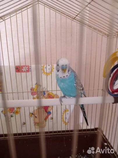 Волнистый попугай