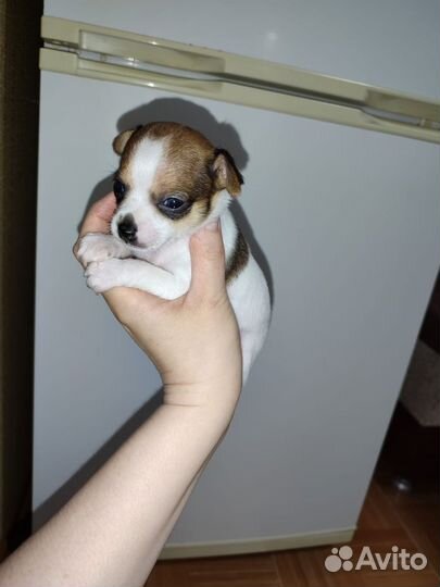 Щенки чихуахуа