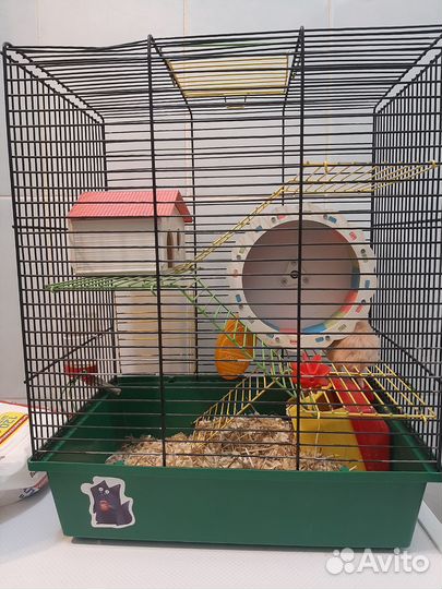 Сирийский хомяк с клеткой бесплатно