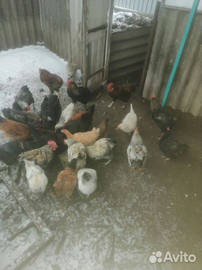 Молодые петухи