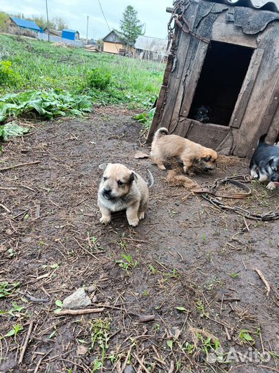 Щенки
