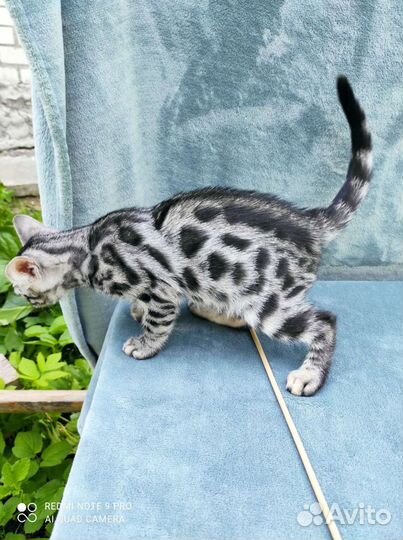 Бенгальские котята