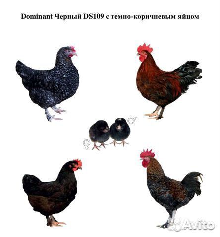 Яйцо лучшей несушки Доминант