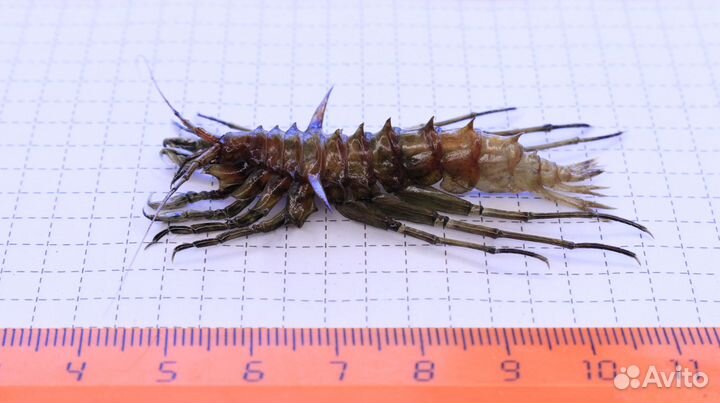 Ракообразное из Байкала Acanthogammarus godlewskii