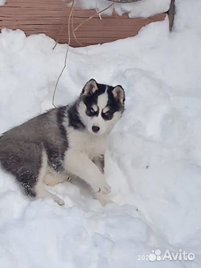 Сибирский хаски