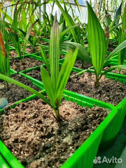 Пальма трахикарпус