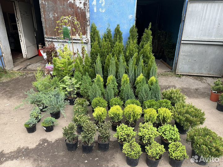 Саженцы и декорация