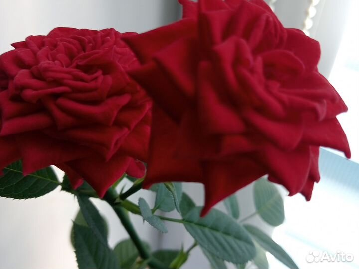 Роза комнатная домашняя