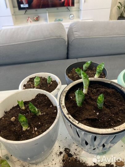 Сансивиерия розеточная