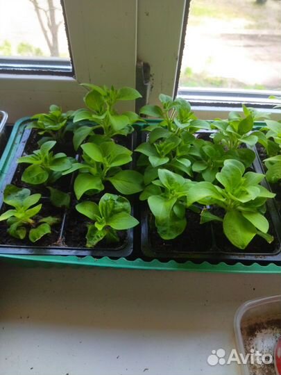 Петуния, лобелия