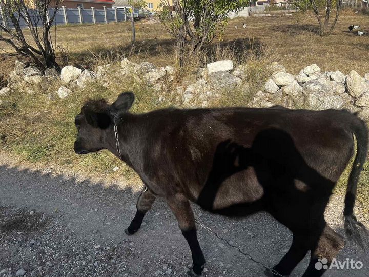 Телка 8 месяцев