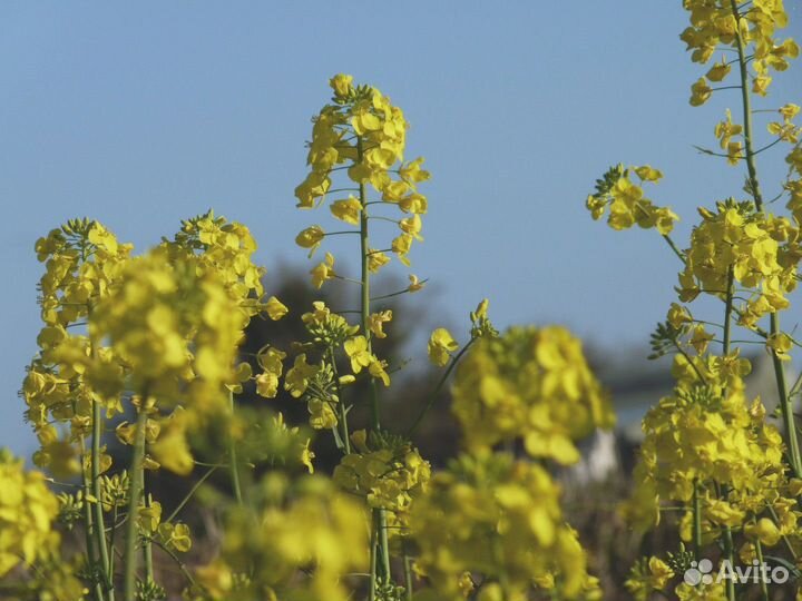 Горчица Желтая, семена от производителя