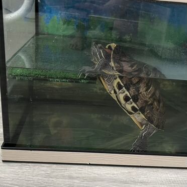 Красноухая черепаха