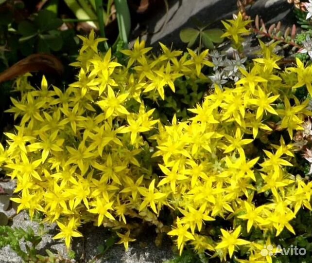 Многолетние цветы, почвопокровные