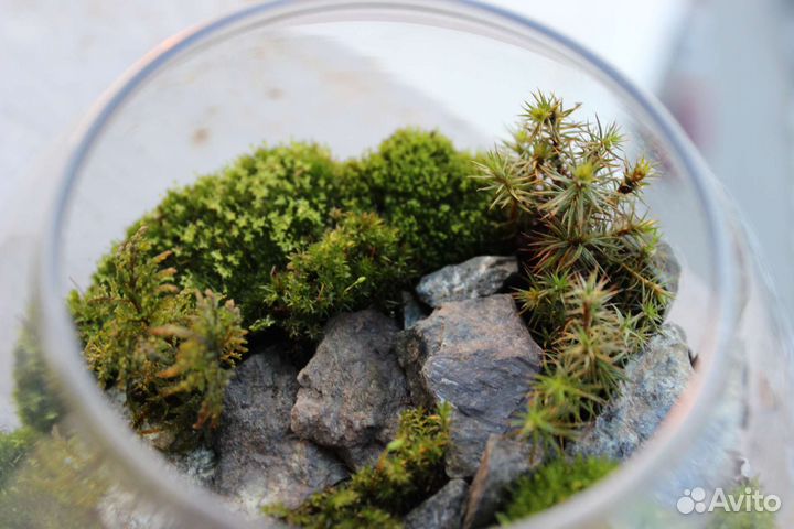 Аквариум с мхами. Флорариум. Террариум