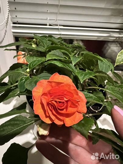 Бальзамин махровый