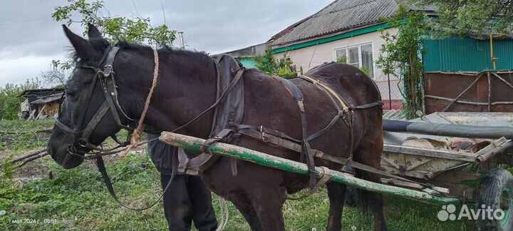 Продам лошадь