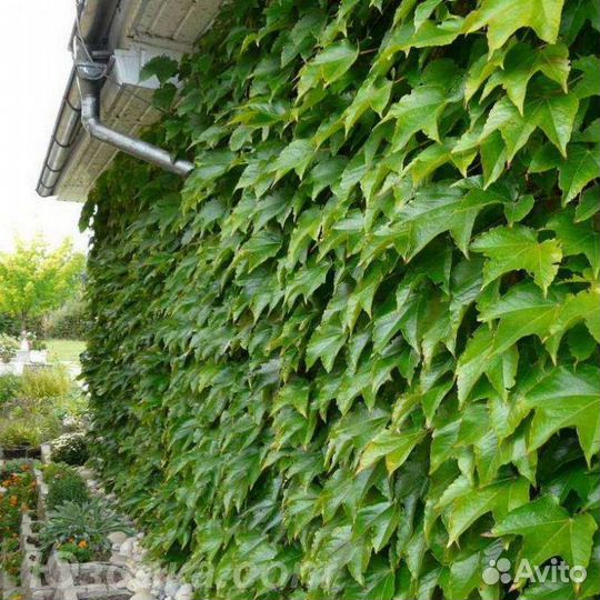 Девичий виноград