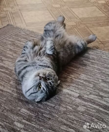 Британский кот в добрые руки