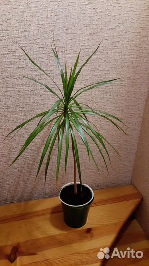 Цветы драцена