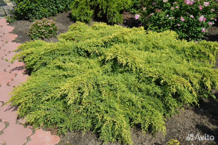 Можжевельник средний Gold Kissen